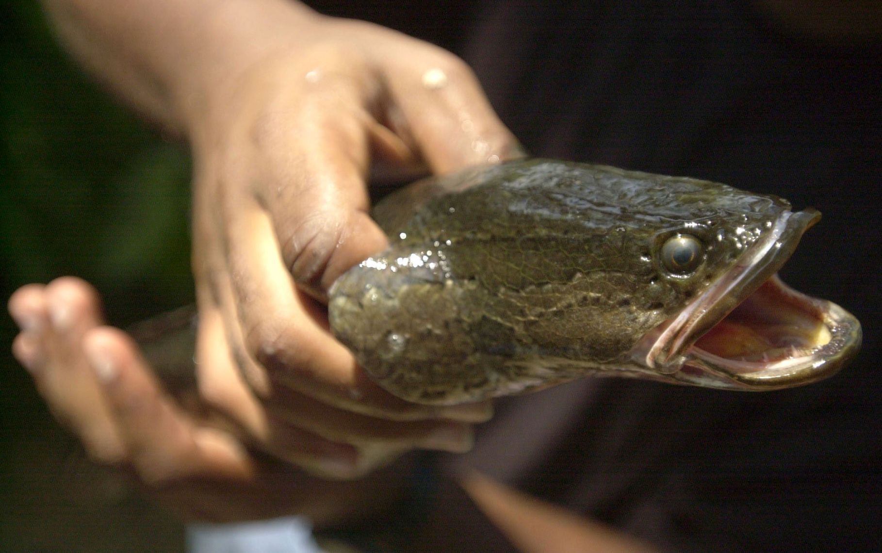 An adult northern snakehead fish